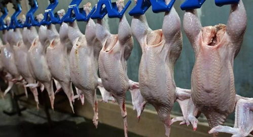 欧盟对中国禽肉增加万吨进口配额,谁是最终赢家